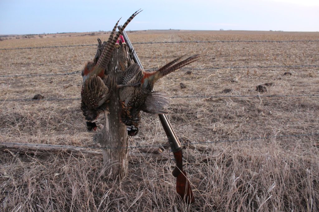 Quail & Pheasant Hunt with a 125 Year Old Parker Shotgun Ancestry Guns